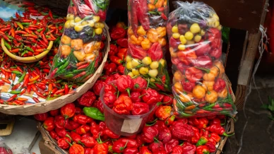 Aromas e sabores da Mata Atlântica se tornam tema do Festival Tempero Bahia