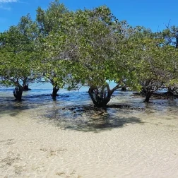 Pantanal Baiano - Manguezais de Vera Cruz